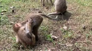 funny monkey  action ugly fun #cutevideos #monkeyantics #monkey #videomonkey