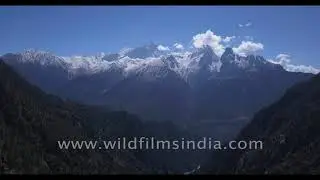 See Himalayan valley seldom explored - wild forest of Birch alongside Ganges tributary