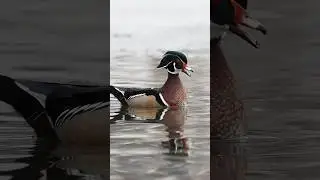 ❄️SPECTACULAR SNOWY WOOD DUCKS!🦆Capturing these #rarebirds on camera🎥  #wildlife #birdwatching