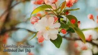 Yanmaktan Usanmazam | Abdülehad Nuri (Ra) | Veysel Dalaldı