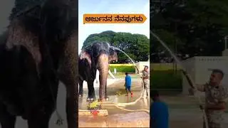 ಮೈಸೂರು ದಸರೆಯ ಅಜರಾಮರ ಹೀರೋ ಅರ್ಜುನ ಆನೆ 🐘💫#ArjunaElephant #MysoreDasara #LegendOfMysore #like #elephant
