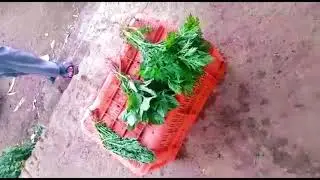 Demo: How Toxic Chemicals is used to make 