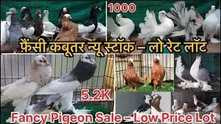 Fancy Pigeon Sale &ndash; Low Price Lot! कम दाम में फ़ैंसी कबूतर लॉट 