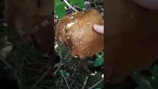 ГРИБ РЕКОРДСМЕН 💪😁 #mushroom #travel #nature #funny #грибы #природа #путешествия  #лес