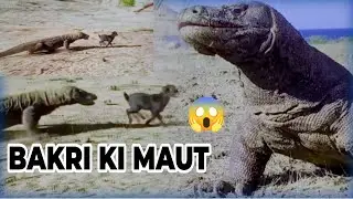 Komodo Dragon Eat Goat Alive | official video |