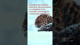 Snow Leopards : The Elusive Kings of the Himalayas | Snow Leopard in Action | Snow Leopard