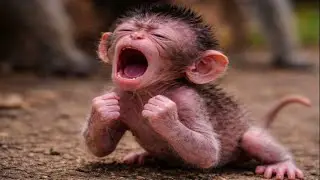 🔴 LIVE: Cutest Baby Monkey Ever &ndash; Live Funny Scene 😄