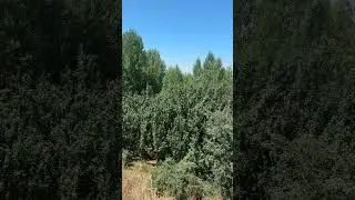 Erzincan Pelitli Köyü 22.07.2024