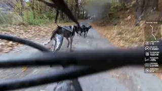 allenamento 3 cani 0079