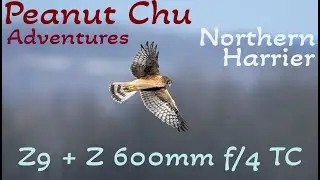 Watch the Northern Harrier in action with the Nikon Z9 and Z 600mm f/4 TC