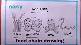 How To Draw Food Chain easy/Food Chain Drawing
