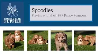 SPOODLES!