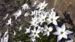 Ipheion uniflorum  - Starflower - Stj&ouml;rnulaukur -  Sumarbl&oacute;m -  Gar&eth;pl&ouml;ntur