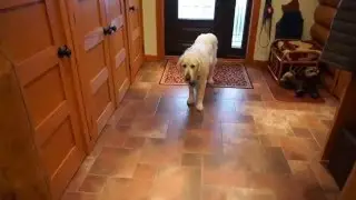 Dog makes treacherous walk
