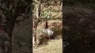 animal domestique