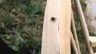 Salticus Scenicus eating a fly