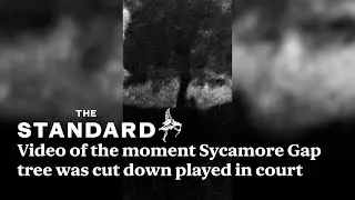 Video of the moment ‘totemic’ Sycamore Gap tree was cut down played in court