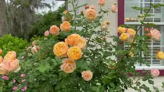 David Austin English Standard Tree Rose - ROALD DAHL