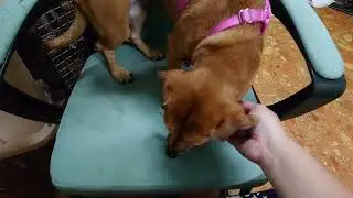 Chanel's food aggression test with human.