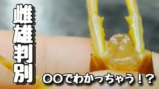 安全にムカデの雌雄判別が出来る方法