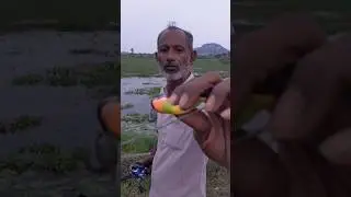 murel fishing with dushman frog#snakeheadfishing#fishing