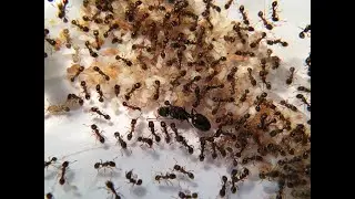 Tetramorium sp. Timelapse