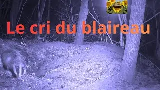 Le cri du blaireau