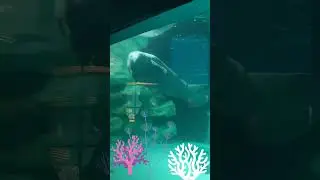 Manatee at Disney Epcot #disneyworld #Epcot #manatee #livingseas #sea #sealife #shorts