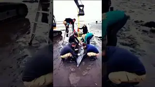 Unbelievable Dolphin Rescue! Helicopter Airlifts Stranded Dolphin Back to the Sea #marinerescue