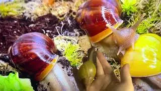 ФИЛЬМ ДЛЯ УЛИТКИ АХАТИНЫ |Snail watching tv 📺 | УЛИТКА СМОТРИТ YOUTUBE