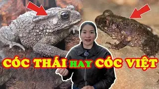 Nên nuôi cóc thái lan hay cóc việt .Đầu ra ổn định cho bà con chăn nuôi