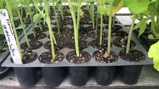 First Foods of Good Rain Farm: What we grow.
