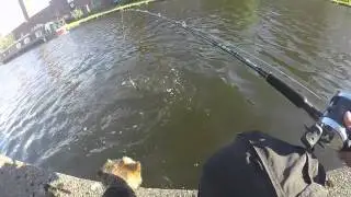 Leeds Lure Angling (video 2) ''The sun is shining'' Leeds and Liverpool. canal