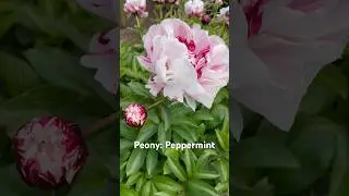 Peony: Peppermint. #peony #peonies #paeonia #perennial #flowers #flower