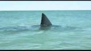 Barefoot Man..Big Bad Diver Don.wmv