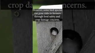 IPM Shorts: Bird Is The Word (Pest Control in all it's Beauty)