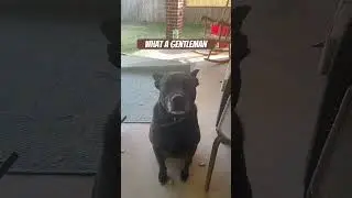 What a gentleman #dog #funny #animals #meme #sit #sigma