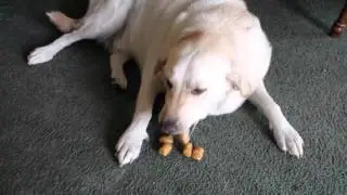 Dog Hides Tater Tots in Mouth
