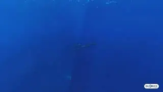 Dauphins d'Electre (Peponocephala electra) (S&eacute;quence 2)