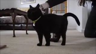 Agility Cat