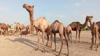camel with baby happy life thar desert camels