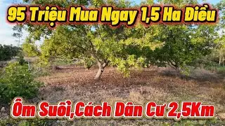 1,5 Ha Điều Ôm Suối Siêu Rẻ 95 Triệu Hết Đất 