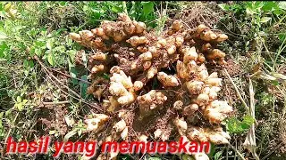 panen jahe emprit (2021-2022) lahan 1 !!! 1kg : 26kg