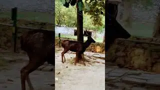 #dear #trending #zoo #animals #ranbirkapoor #animals #viralshorts #craft #fear
