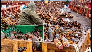 How Lobsters Are Caught, Farmed, and Processed | Inside the Luxury Seafood Industry