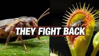 Are Plants Actually Smarter Than Animals? 8 Insane Evolutionary Strategies