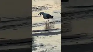 Meowing seagull #birds #birdslover #meowing #viral #viralshorts #viralshort  #viral #seagull