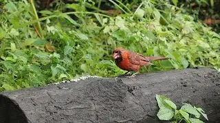 Mud Lake Bird Seed On A Log