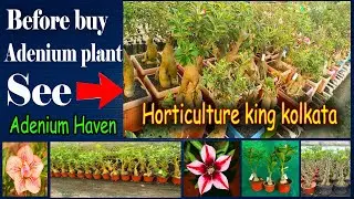 Why you buy Adenium grafted plant arabicum bonsai adenium singel petal adenium (english subtitle)