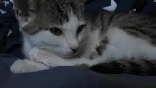 Calming Music For Cats During Storms | Help Keep Your Cat Stress Free | Help My Cat Sleep